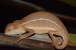 Chamaeleo laevigatus