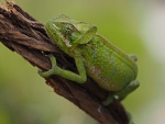 Chamaeleo monachus
