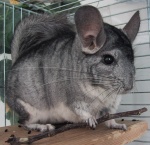 Шиншилла короткохвостая