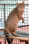Китайская кошка