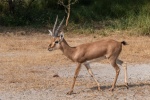 Gazella bennettii