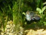 Pelvicachromis