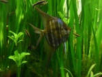 Pterophyllum