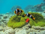 Клоун Занзибарский