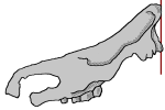 Coelodonta tologoijensis