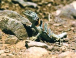 Crotaphytus