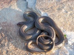 Dolichophis