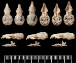 Crocidura indochinensis
