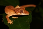 Коррелофусы