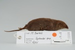 Crocidura brunnea