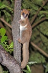 Cheirogaleus crossleyi