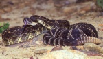 Crotalus oreganus