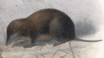 Cryptotis tropicalis