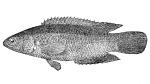 Ctenopoma pellegrini