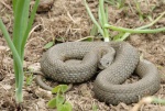 Natrix astreptophora