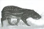 Пака горная