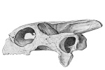 Cylindraspis inepta