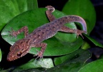 Cyrtodactylus marmoratus