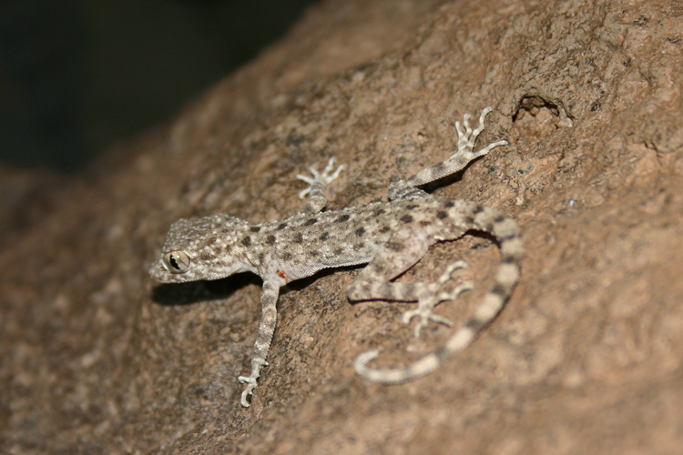 Tenuidactylus