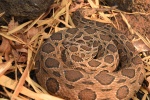 Daboia siamensis