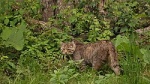 Кошка европейская лесная
