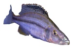 Dimidiochromis compressiceps