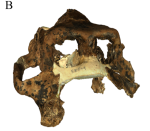 Dinopithecus ingens