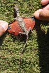 Draco sumatranus