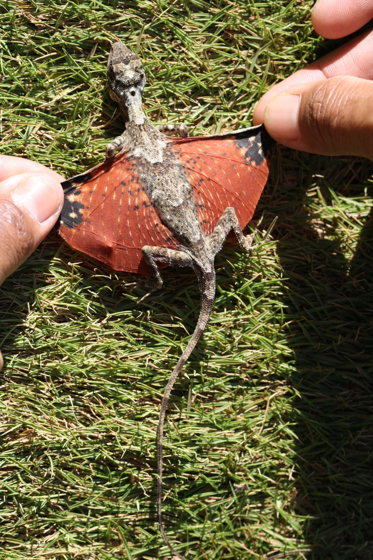 Draco sumatranus