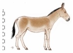 Equus hydruntinus