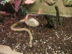 Drymarchon melanurus