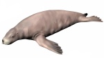 Dusignathus santacruzensis