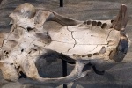 Dusignathus seftoni