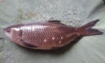Labeo rohita