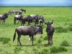 Connochaetes taurinus albojubatus