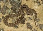 Echis omanensis