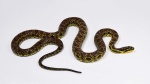 Elaphe xiphodonta