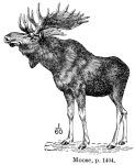 Кавказский лось