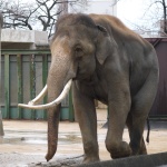 Elephas maximus indicus