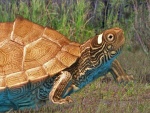 Черепаха Географическая Ouachita
