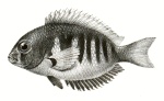 Etroplus canarensis