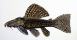 Pseudacanthicus spinosus
