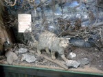 Критский дикий кот