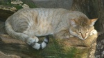 Арабский дикий кот