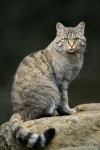 Среднеевропейский лесной кот