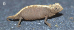 Brookesia confidens