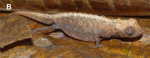 Brookesia tristis