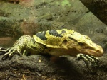 Varanus cumingi