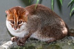 Суматранская кошка