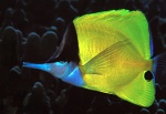 Forcipiger
